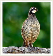 quail_hunting_pic1
