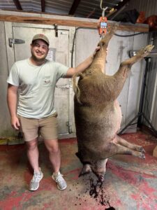alabama hog hunt